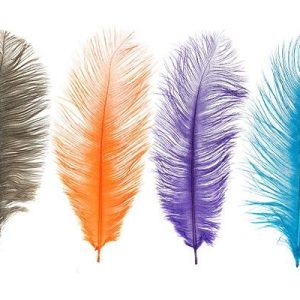 MFC Ostrich Plumes